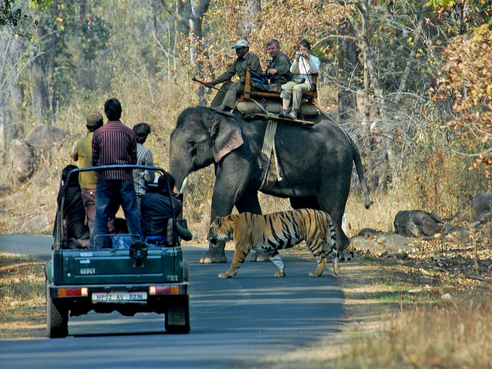 004 tiger with jeep and elephant.jpg