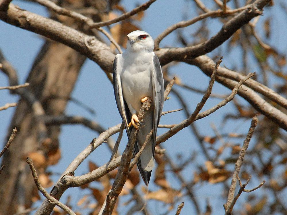 005 black-shouldered kite.jpg