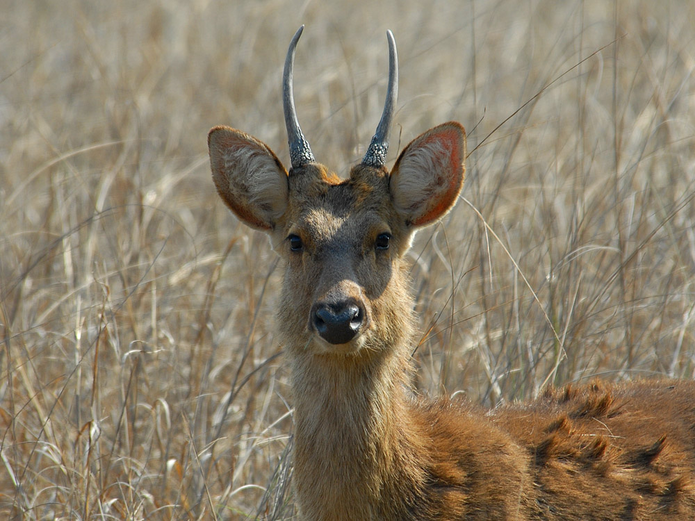 014 barasingah stag.jpg