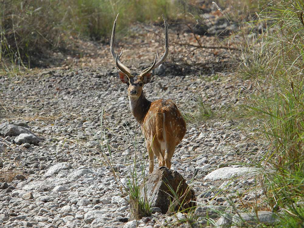 018 cheetal stag.jpg