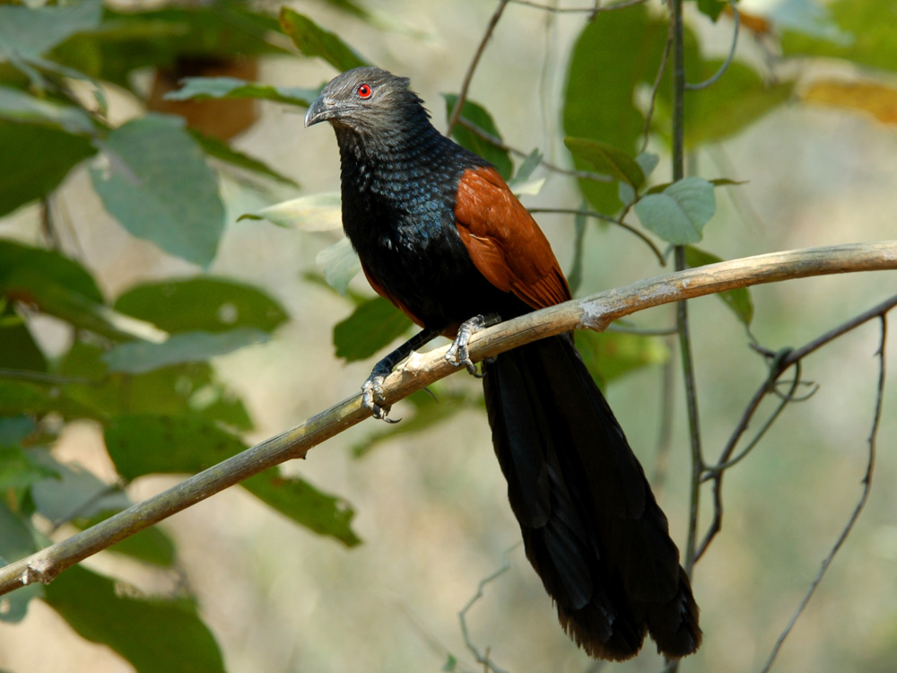 033 coucal.jpg