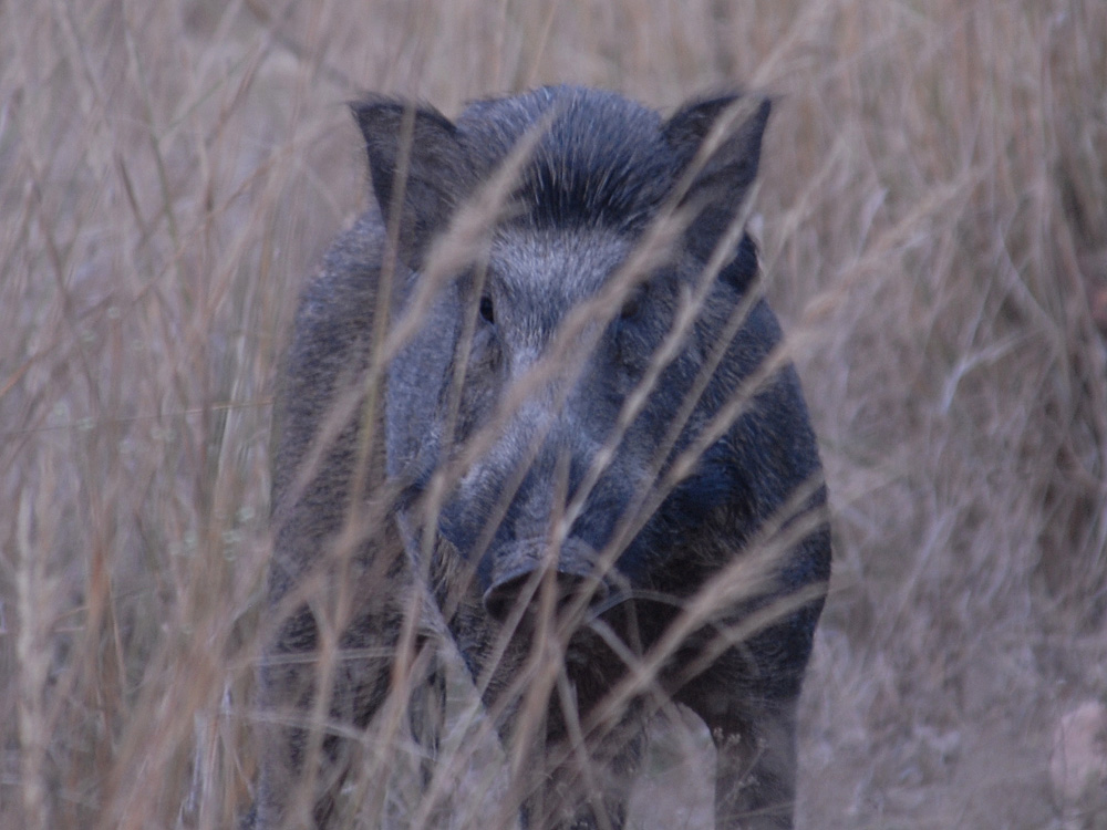 042 wild boar.jpg