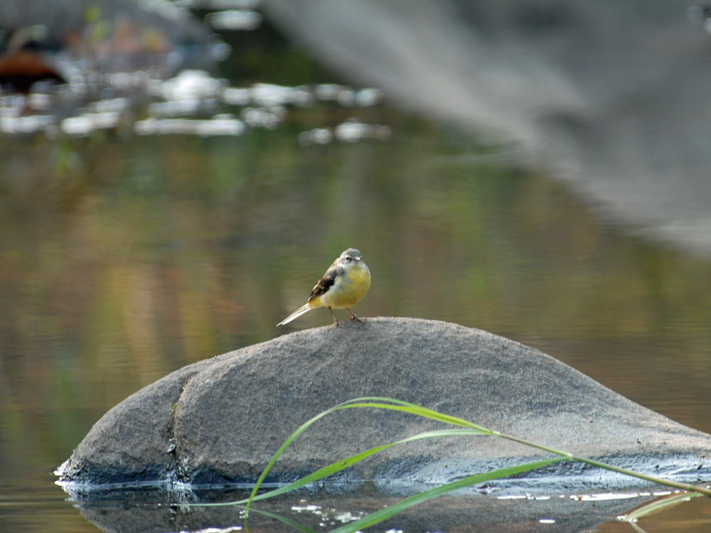 044 yellow wagtail.jpg