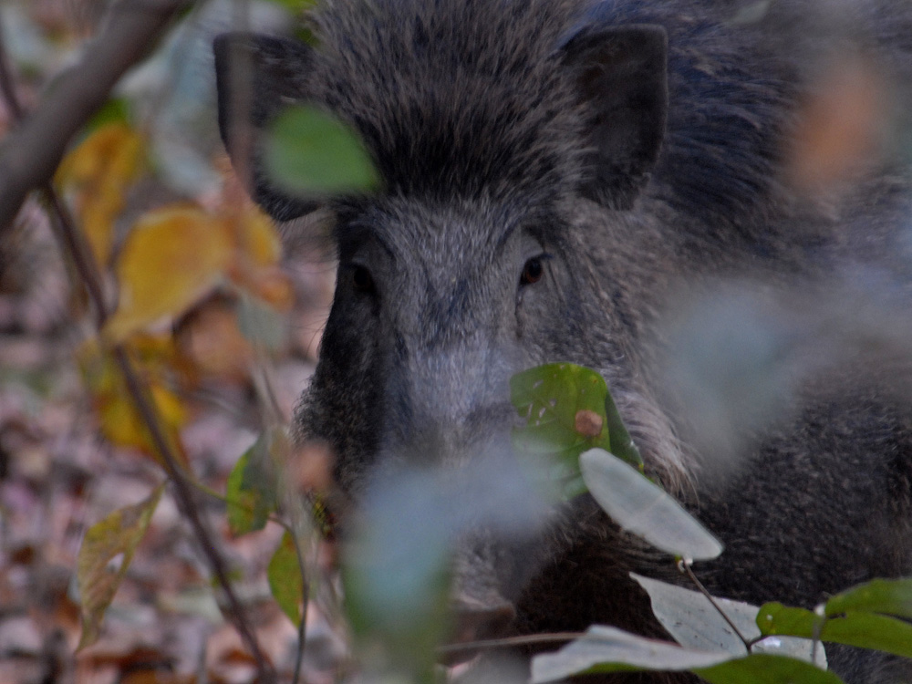 054 wild boar.jpg