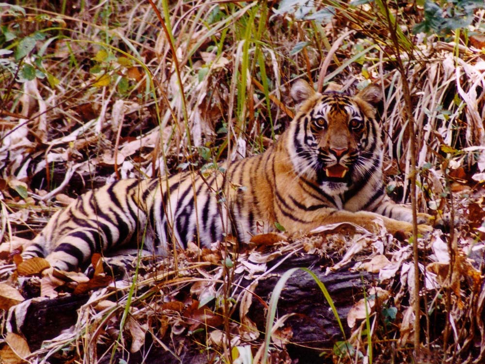 002 tigress full body facing.jpg