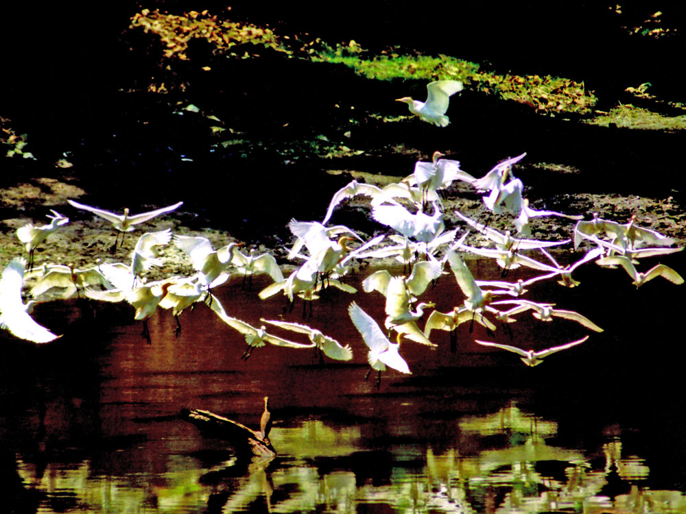 009 egrets and pond heron.jpg