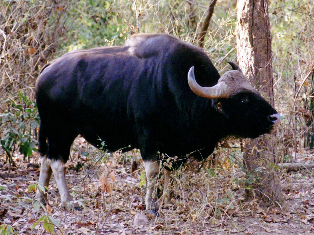 013 bison.jpg