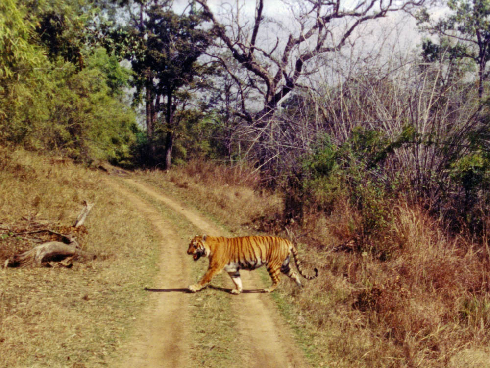 016 tiger crossing road.jpg