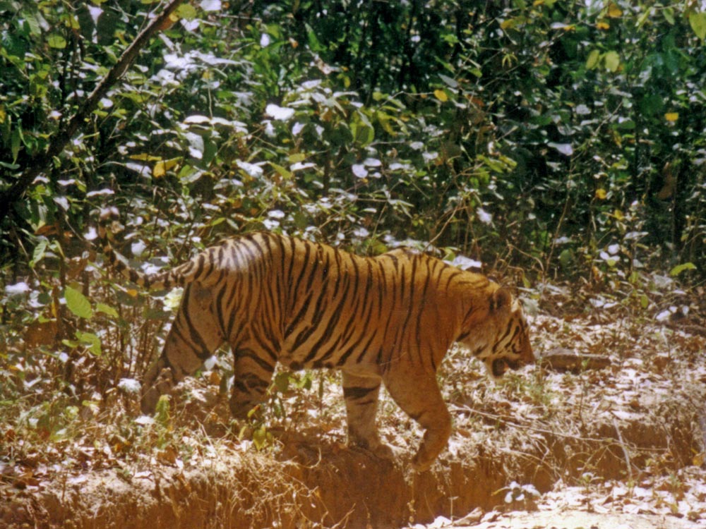 017 tiger - big male entering road.jpg