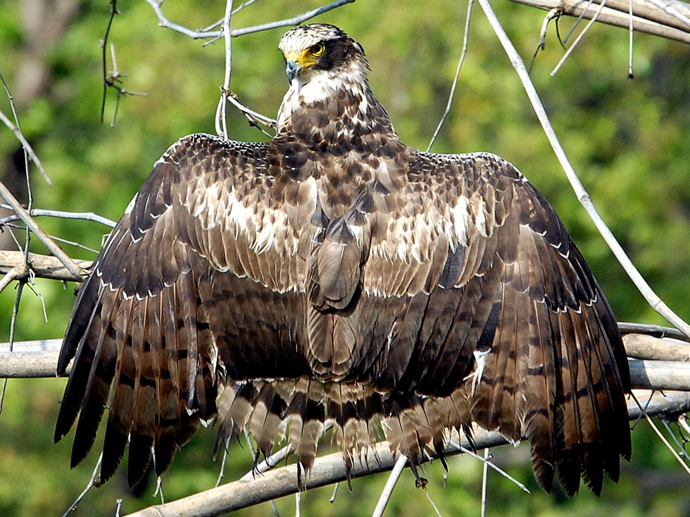 025 serpent eagle.jpg