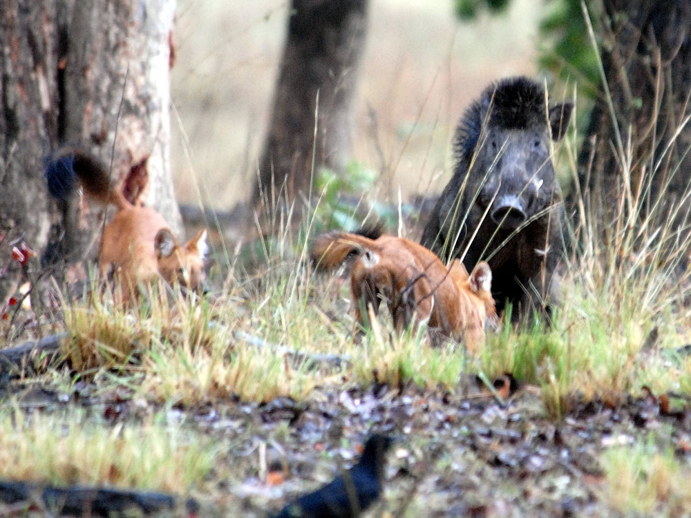 038 boar attacked by dholes.jpg