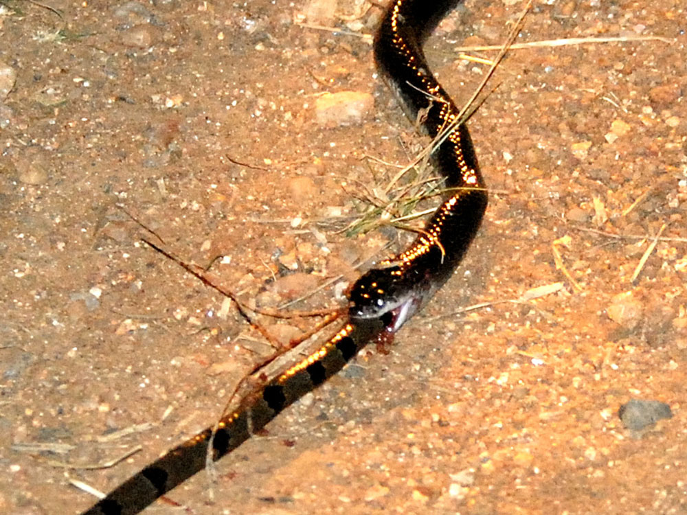 040 king snake devouring green keelback.jpg