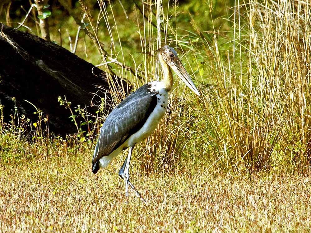 044 lesser adjutant stork.jpg