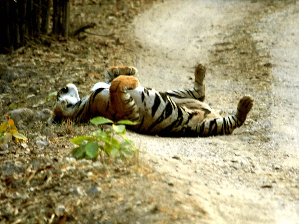 051 tiger having fun.jpg