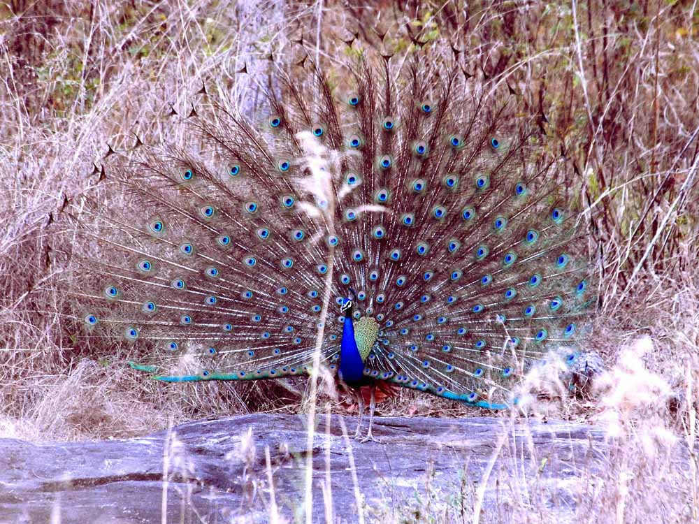 053 peacock.jpg