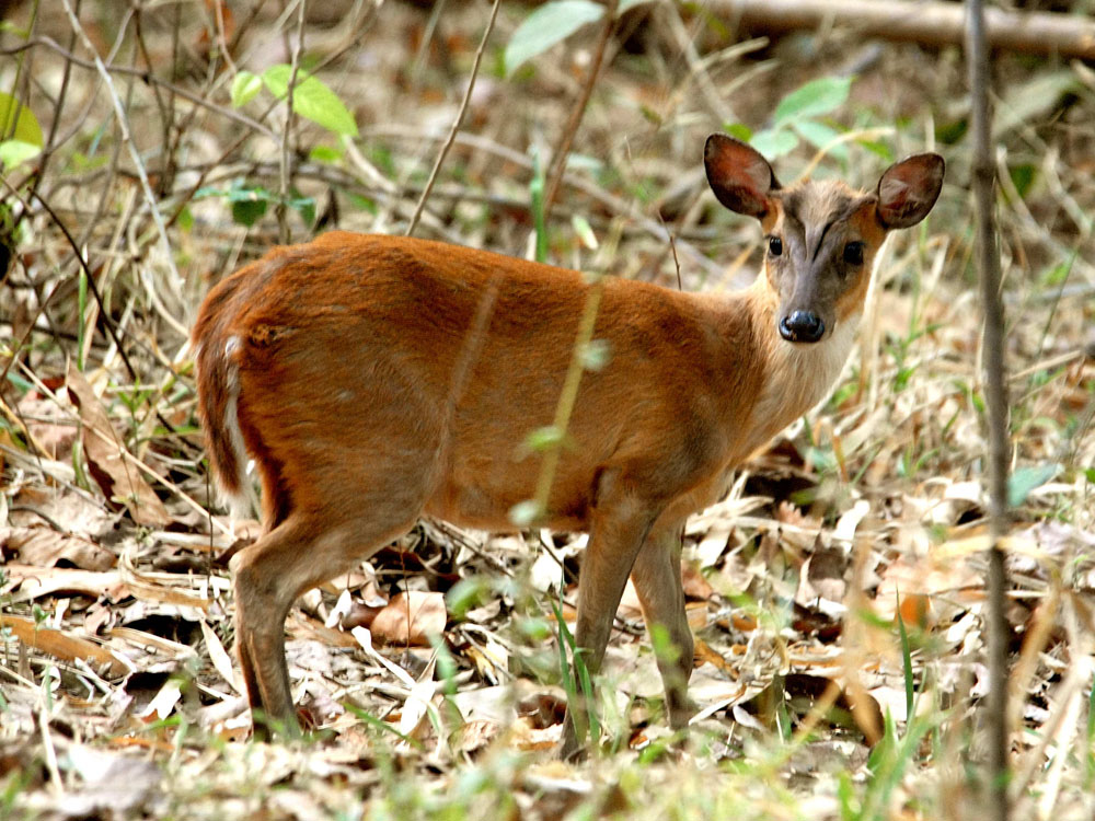 055 barking deer juvenile.jpg