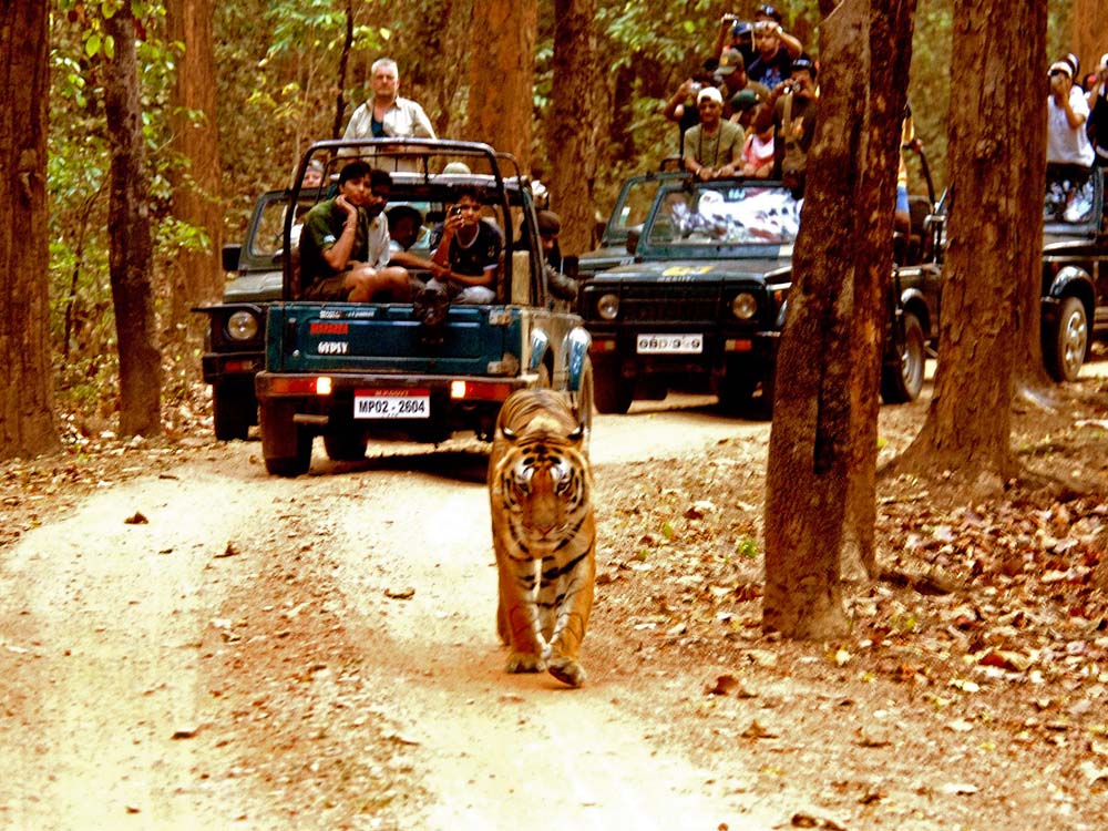 059 tigers & tourists.jpg