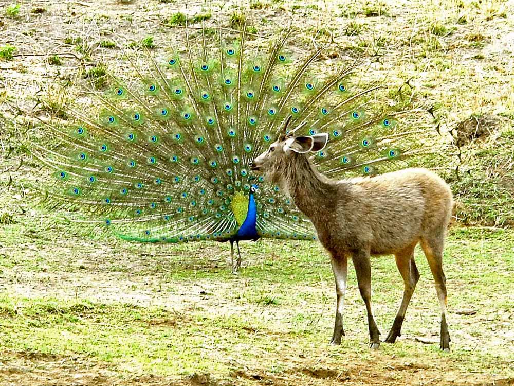 061 peacock & sambar.jpg