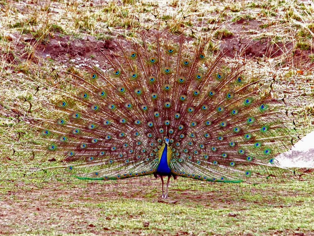 062 peacock.jpg