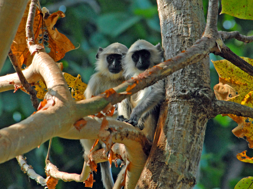 017 langur friends.jpg