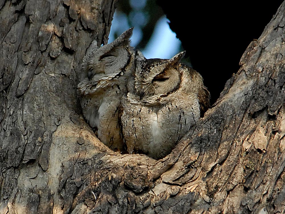 018 collared skops owls.jpg