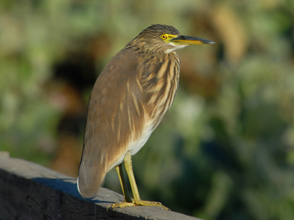 031 pond heron.jpg