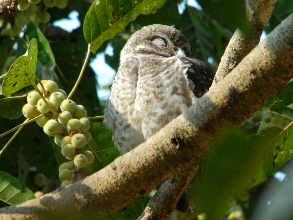 042 spotted owlet.jpg
