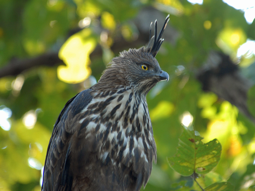 043 changeable hawk eagle.jpg