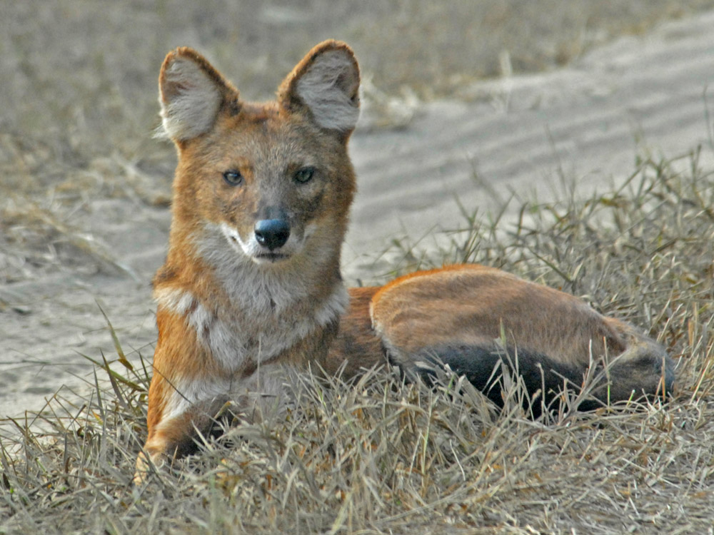 046 wild dog.jpg