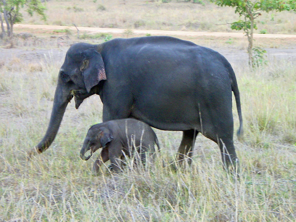 056 elephant mama & baby a few days old.jpg