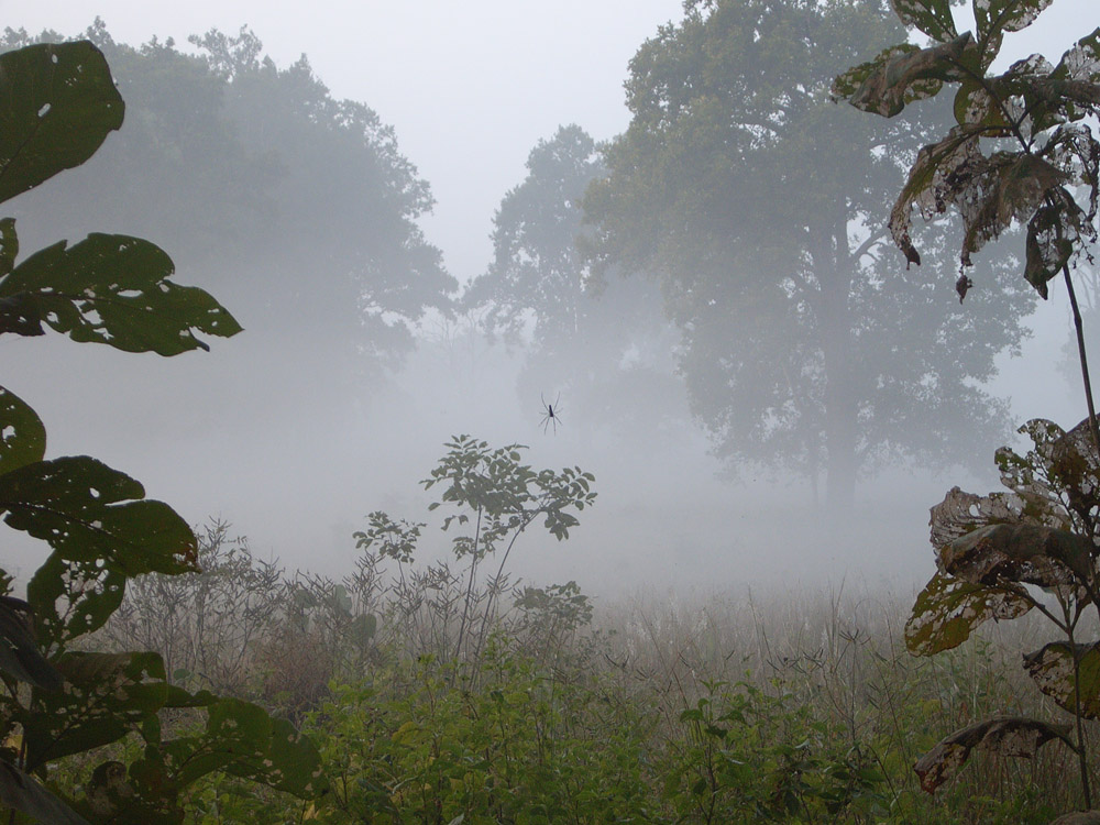057 spider in fog.jpg