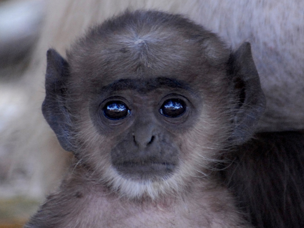 061 langur baby.jpg