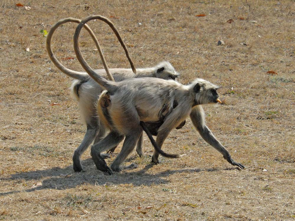 063 langur breakfast.jpg