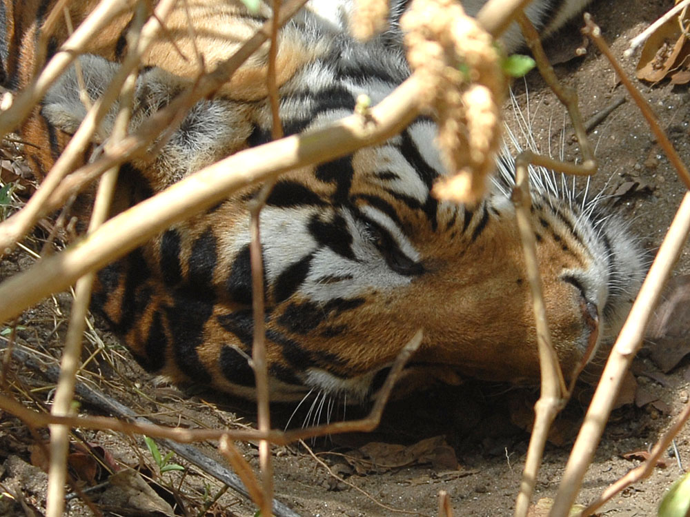 076 tiger.jpg
