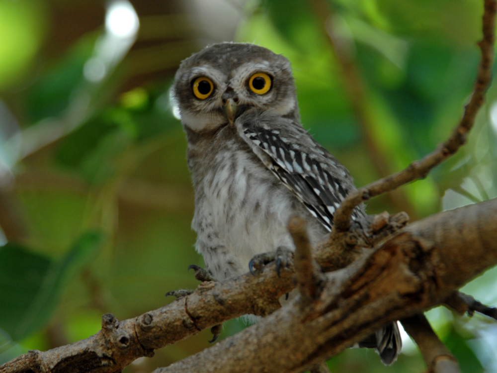 083 spotted owlet.jpg