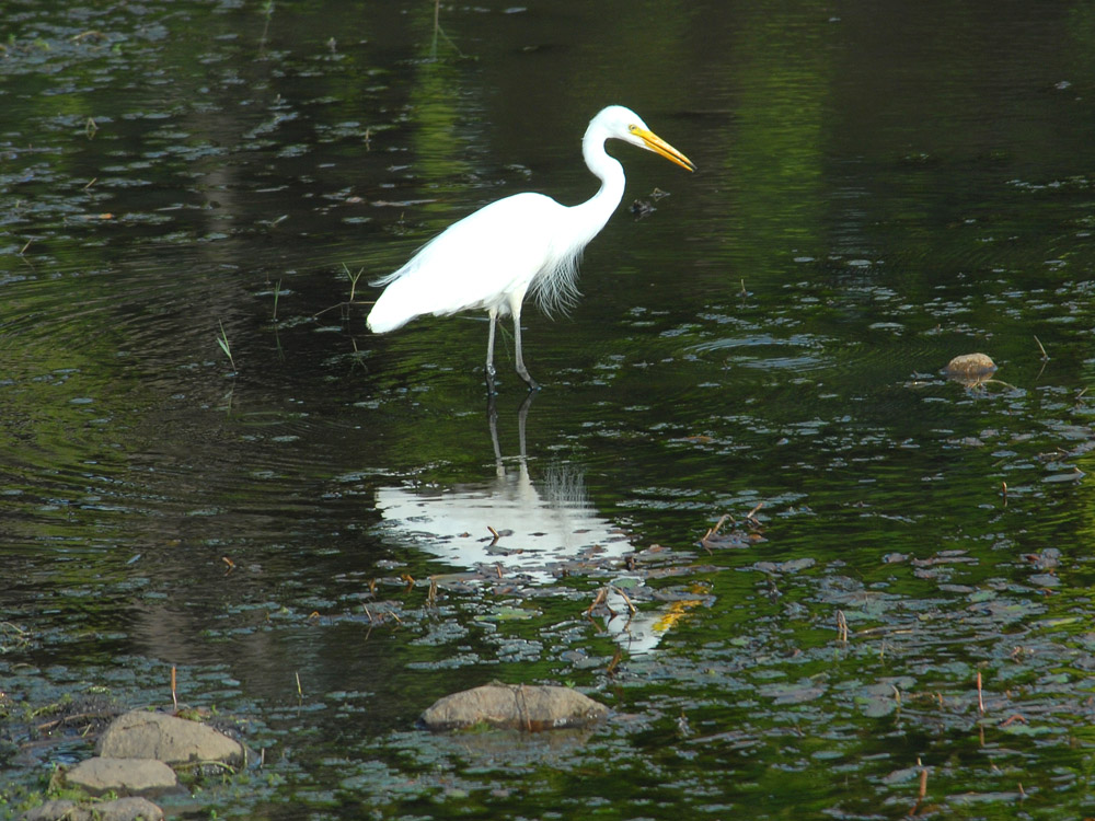 087 egret.jpg