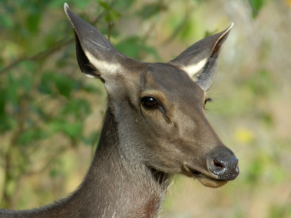 089 sambar.jpg