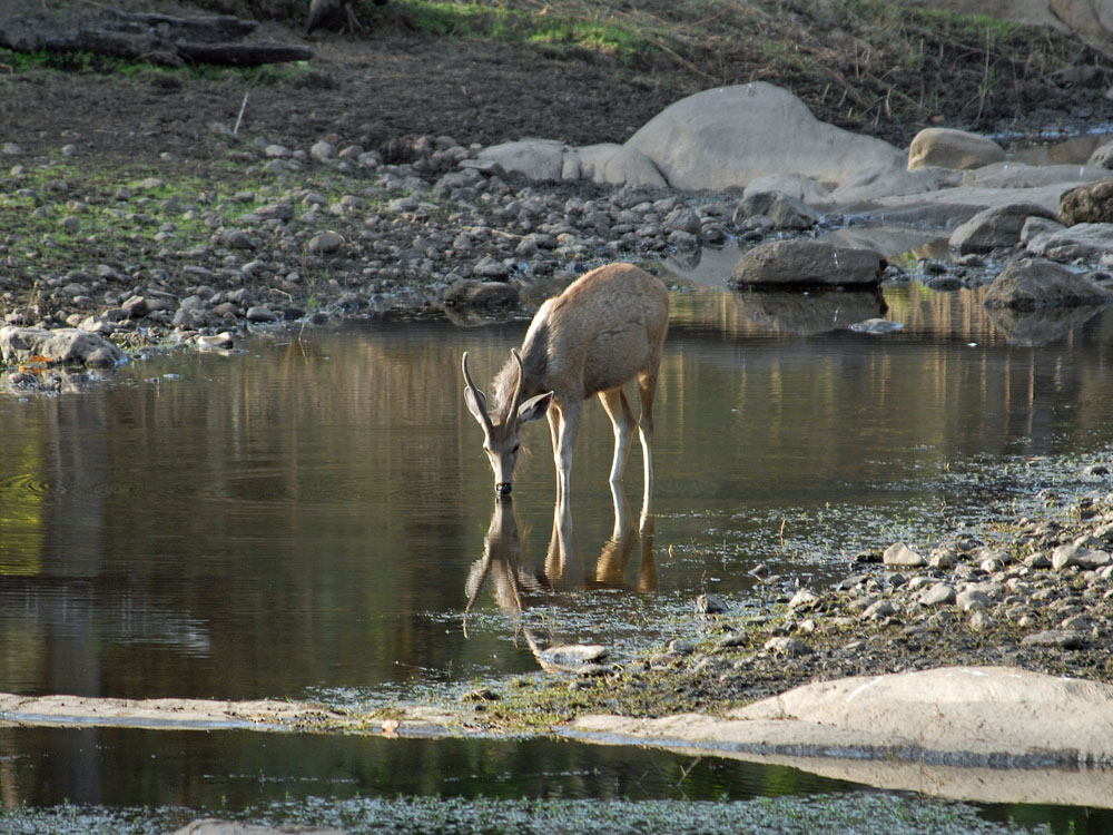 091 stag drinking water.jpg