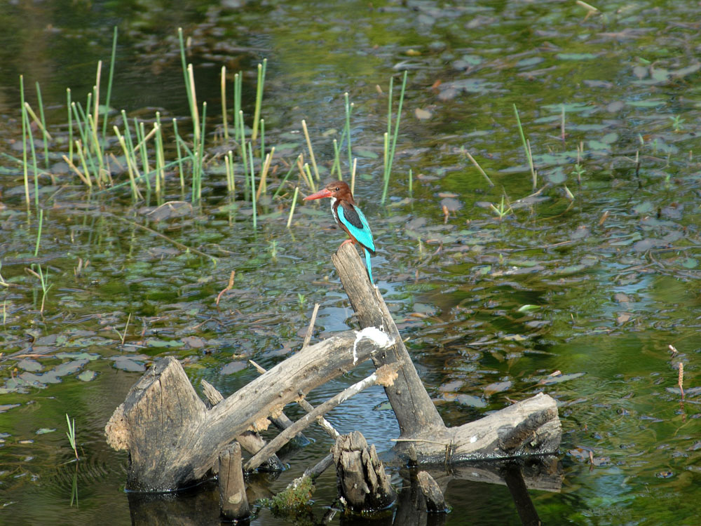 102 kingfisher.jpg