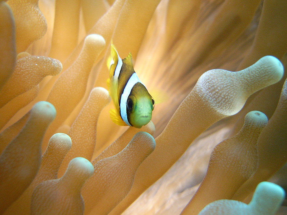 005 clown fish - maldives.jpg