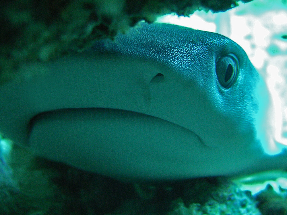 012 whitetip reef shark baby - maldives.jpg