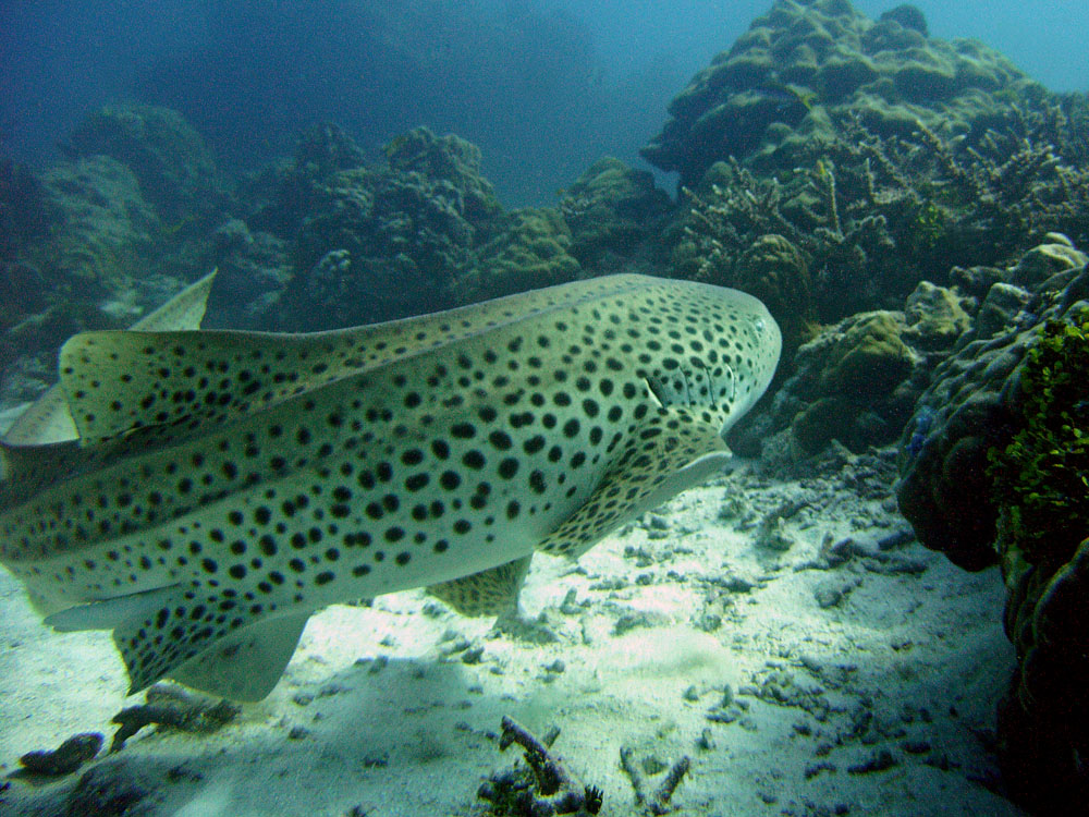 015 zebra shark - koh tachai, thailand.jpg