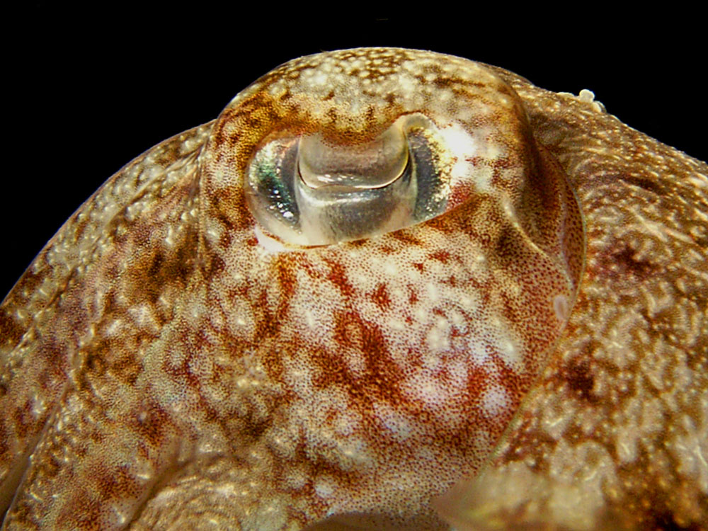 019 cuttlefish - thailand.jpg