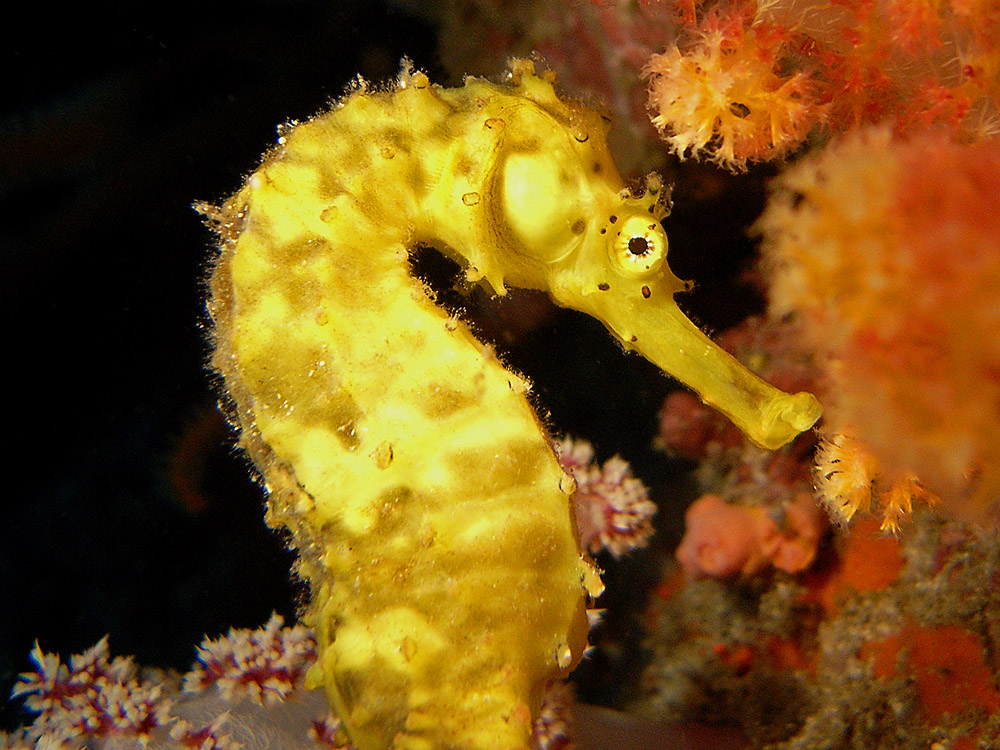 026 seahorse - richelieu rock, thailand.jpg