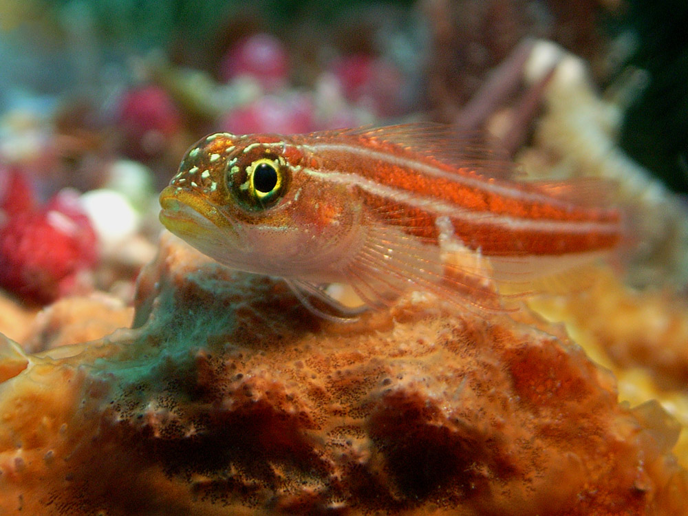 034 triplefin - raja ampat, indonesia.jpg