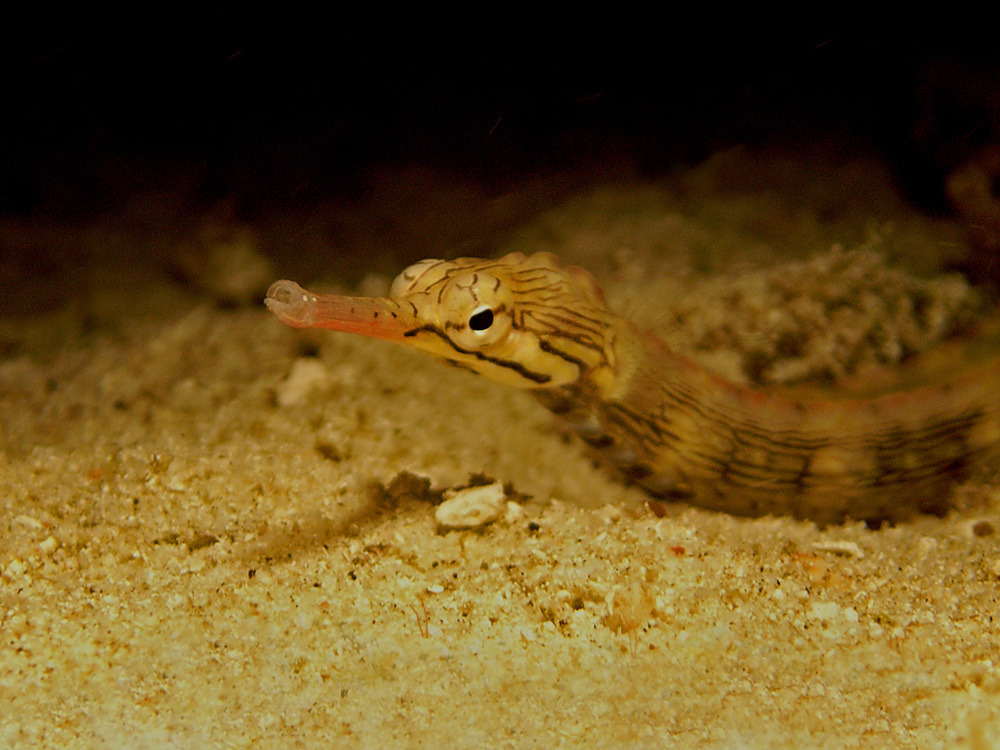 038 pipefish - raja ampat, indonesia.jpg