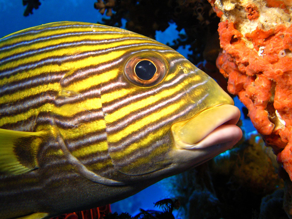 040 sweetlips - raja ampat, indonesia.jpg