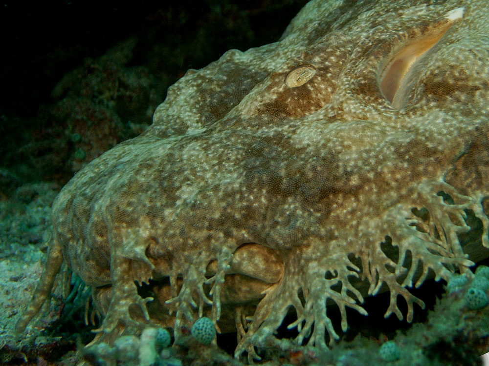 043 wobbegong - raja ampat, indonesia.jpg