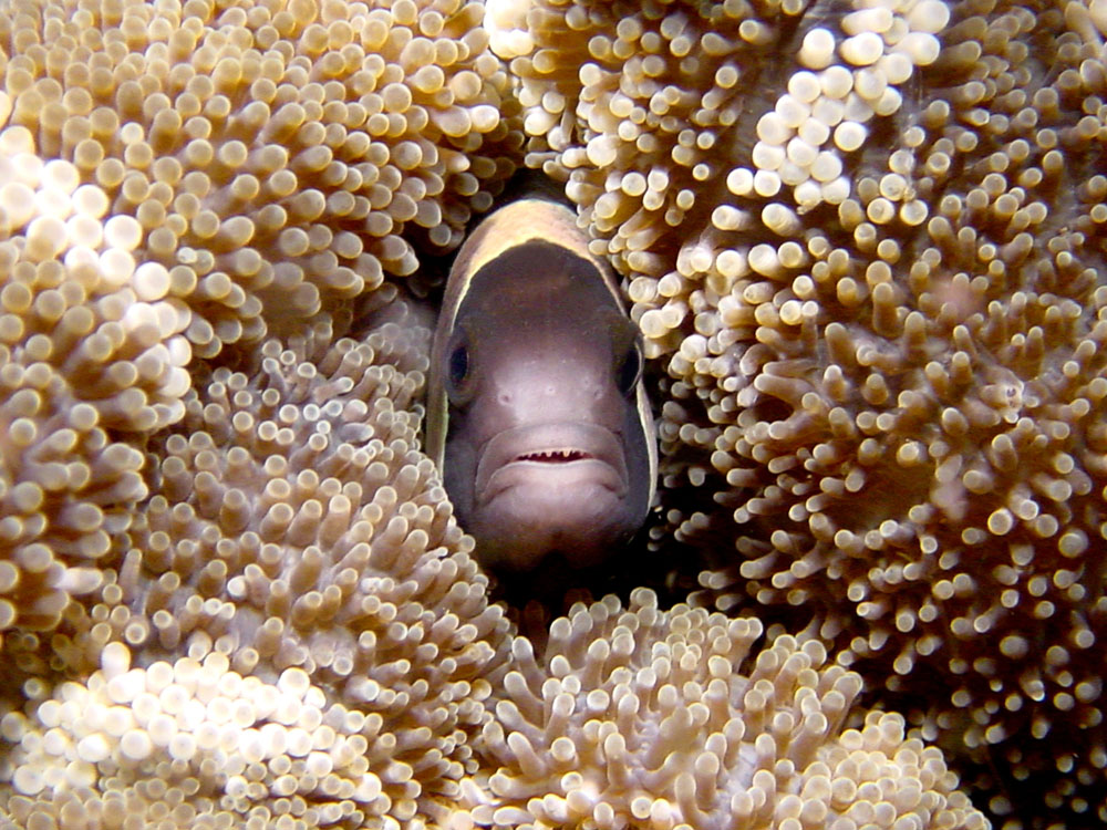 057 clownfish - alor, indonesia.jpg