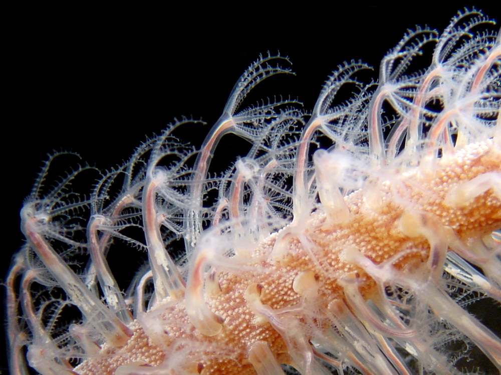 059 night-blooming sea pen - alor, indonesia.jpg